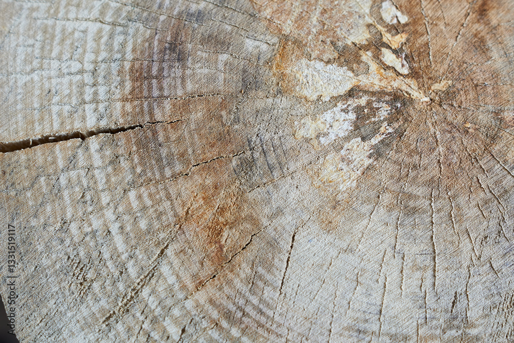 Naklejka premium Old wood texture in high resolutions