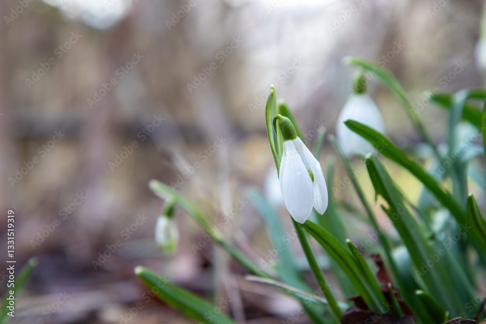 Delicate white snowdrops emerging through a layer of dry, brown leaves. Their fragile petals are illuminated by soft light, creating an atmosphere of spring awakening amid the remnants of autumn Delicate white snowdrops emerging through a layer of dry, brown leaves. Their fragile petals are illuminated by soft light, creating an atmosphere of spring awakening amid the remnants of autumn