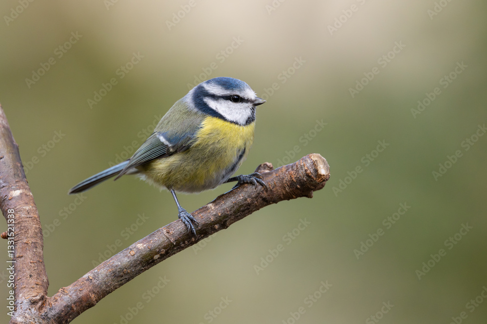 Fototapeta premium Blue Tit, Dumfries & Galloway, Scotland