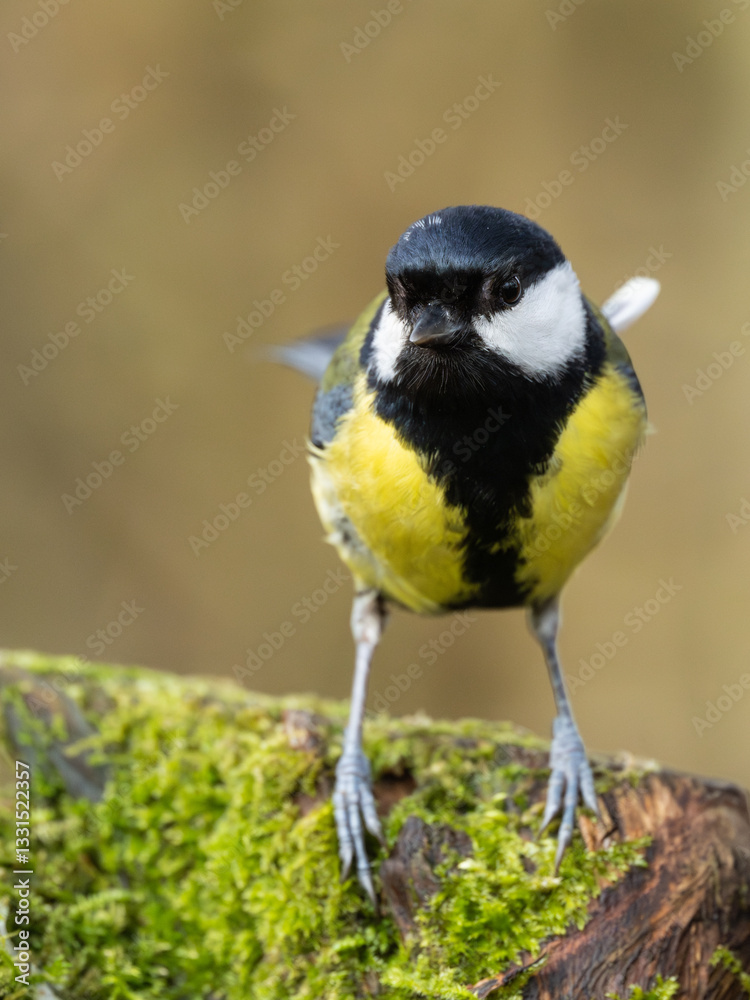Obraz premium Great Tit, Dumfries & Galloway, Scotland