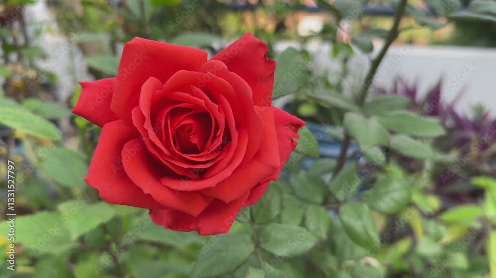 closeup of red rose blooming at the home garden closeup of red rose blooming at the home garden