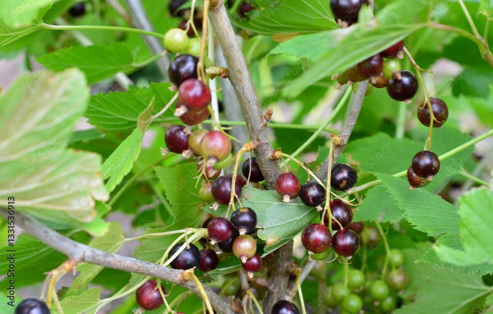 Blackcurrant bush with ripe and unripe berries Blackcurrant bush with ripe and unripe berries