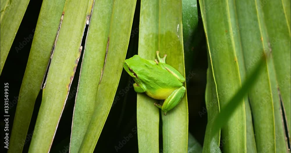 Green tree frog or tree frog on a palm tree close-up
