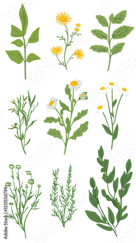 Wallpaper Mural Herbal Healing Vector Set with Calendula Chamomile Aloe Mint Modern Illustrations Torontodigital.ca