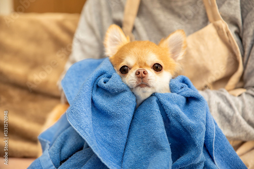 シャンプー後に身体を乾かすチワワ