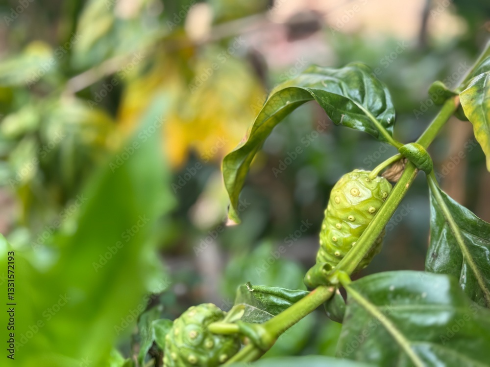 Obraz premium green chili peppers