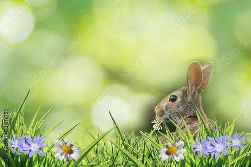 easter bunny on flowery lawn between green grass and green blurry background 