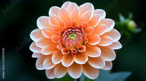 Vibrant Orange Flower with Soft Petals Against Dark Background
