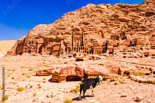 Living in the rose city - Petra