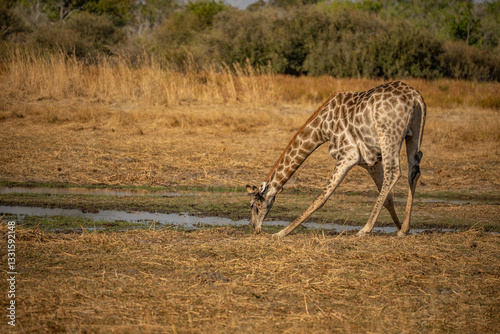 This adult rothschild giraffe (Giraffa camelopardalis rothschildi) is seen walking through open grassland. photo