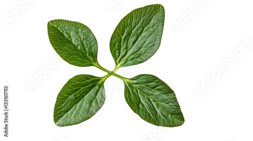 Verdant Quartet: A Close-Up of Four Green Leaves, Revealing Nature's Intricate Patterns and Vibrant Freshness on a Minimalist Black Backdrop.