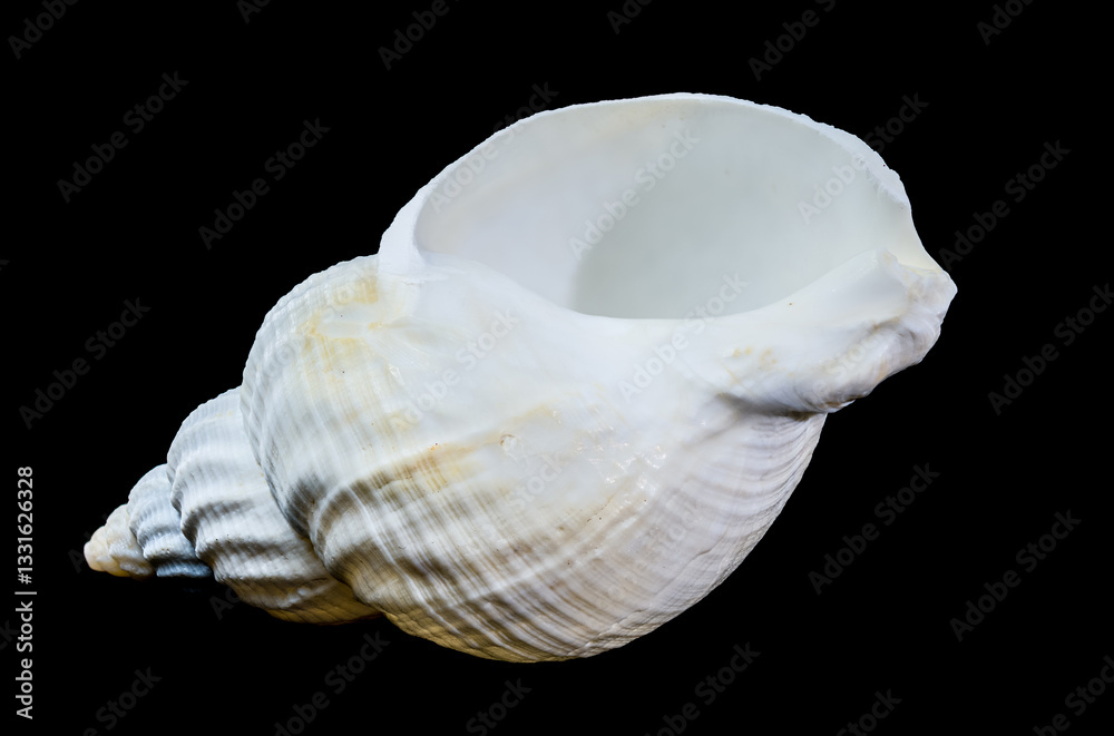 Large white common whelk buccinum undatum shell on black background