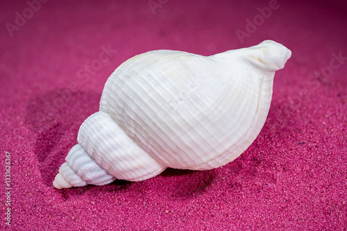 Large white common whelk buccinum undatum shell on red sand background