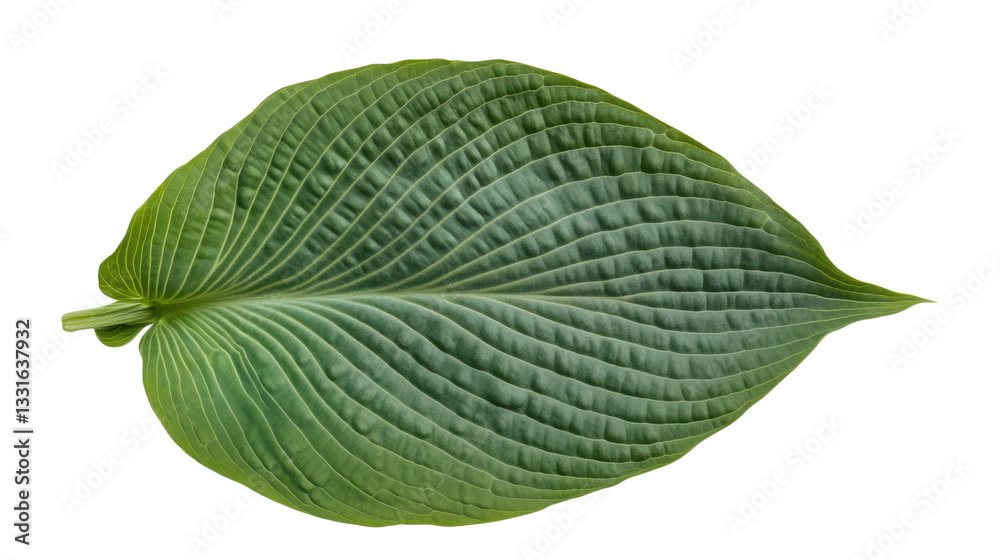 Obraz premium Verdant Leaf: A Study in Green Textures, Botanical Beauty, and Natural Elegance for Design, Backdrops, and Horticultural Inspiration
