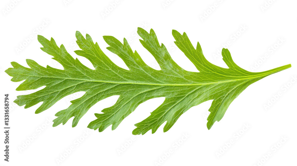 Verdant Leaf Isolated: A Botanical Macro Shot of Fresh Green Foliage, Revealing Intricate Veins and Textures in a Natural, Organic Design Element Verdant Leaf Isolated: A Botanical Macro Shot of Fresh Green Foliage, Revealing Intricate Veins and Textures in a Natural, Organic Design Element