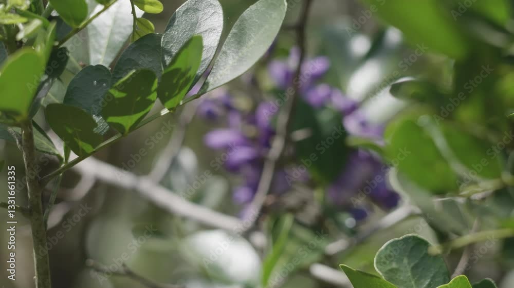 Honey bees buzzing around a purple flower on a tree branch with focus rack transition Honey bees buzzing around a purple flower on a tree branch with focus rack transition