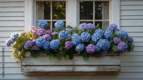 Hydrangea blooms in a rustic window box