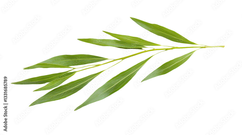 Fototapeta premium Verdant Whisper: A Delicate Dance of Green Leaves, Botanical Serenity, Isolated on Black Canvas, Nature's Graceful Embrace, Foliage Symphony