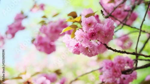Pink Sakura blossoms spring flowers. Nature springtime background 4k video footage