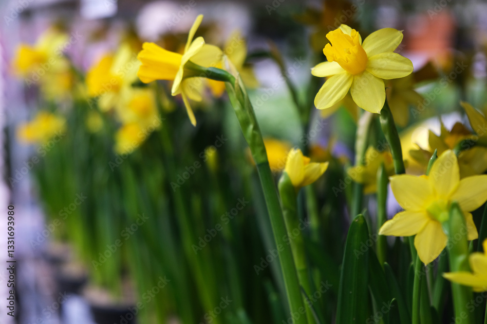 Obraz premium yellow daffodils
