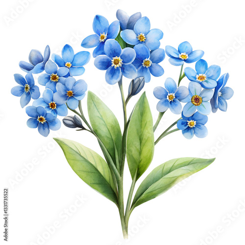 Subtle watercolor illustration of a forget-me-not flower on a white background