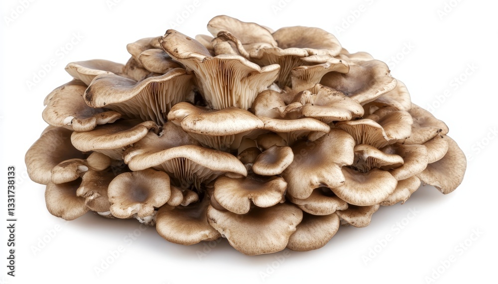 Close Up of a Cluster of Freshly Harvested Organic Oyster Mushrooms on a White Background Close Up of a Cluster of Freshly Harvested Organic Oyster Mushrooms on a White Background