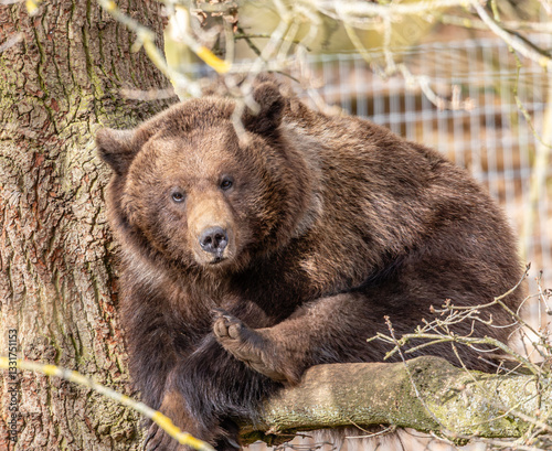 brown bear in tree