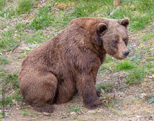 brown bear in the woods