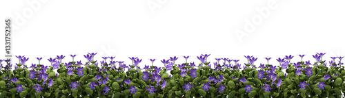 purple crocuses isolated on white