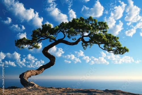 Torrey Pine Tree. California Evergreen Tree with Ocean View and Blue Sky photo