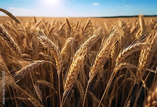 Golden Wheat Field in Summer