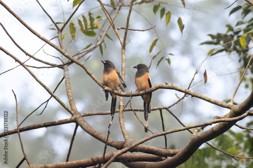 The beautiful pair of Rufous treepies perched side by side on a network of slender branches against a soft, blurred background of pale blue and greens. photo