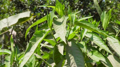 Justicia adhatoda, commonly known as Vasaka or Malabar Nut in closeup