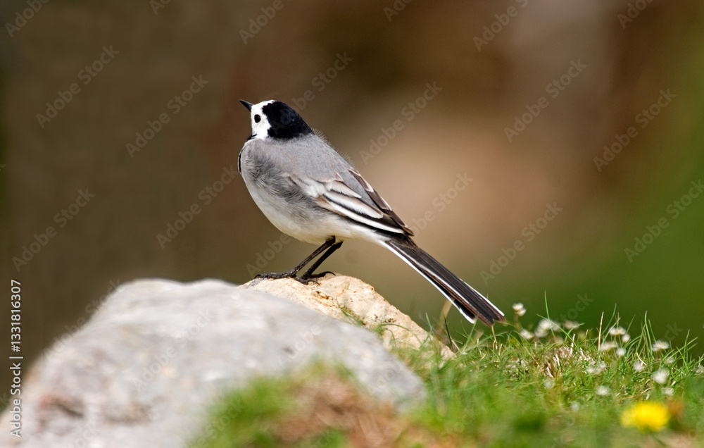 Naklejka premium Bergeronnette grise,.Motacilla alba, White Wagtail