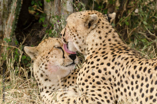 Guépard, Acinonyx jubatus, Réserve de Masai Mara, Kenya