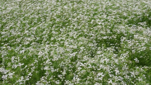 coriander plant and flower growing in agriculture field