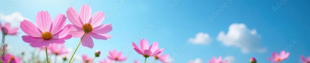 Soft pink cosmos blooms against a bright blue sky, nature, bloom, pink Soft pink cosmos blooms against a bright blue sky, nature, bloom, pink