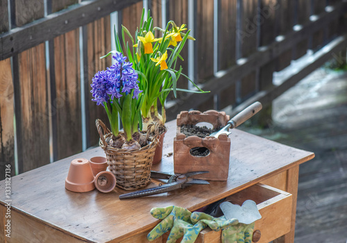 flowers potted hyacinth et daffodils with gardening tools on a wooden table o...