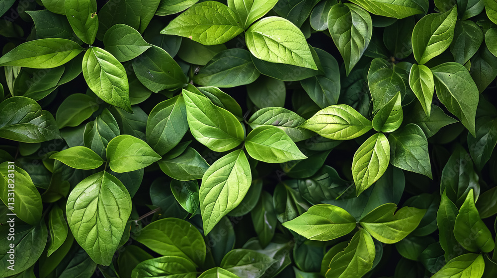 leafy green background leafy green background