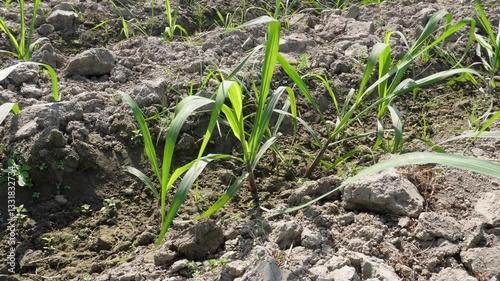 Young sugarcane plants are planted in the agricultural field	