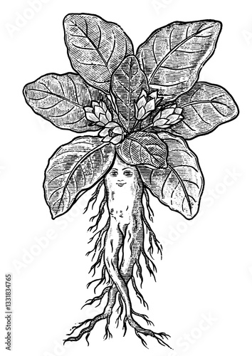 mandragora