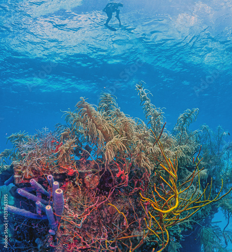 Caribbean coral garden, small shipwreck