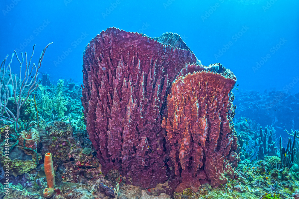 Caribbean coral garden