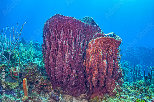 Obraz na płótnie Caribbean coral garden w salonie