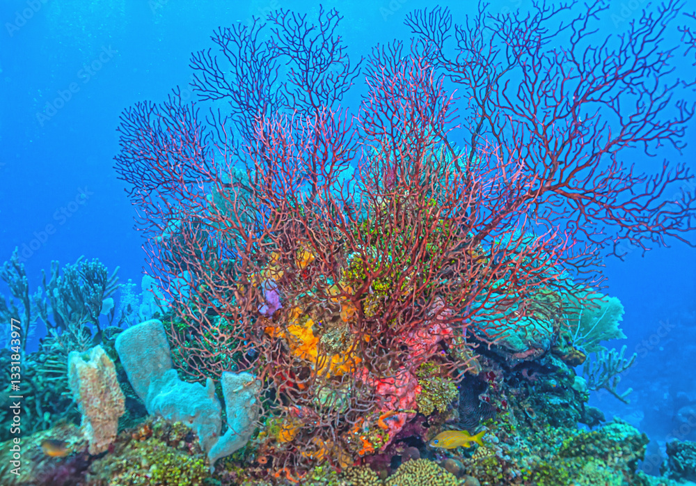 Caribbean coral garden
