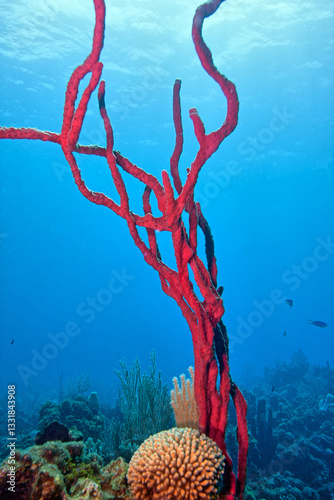 Obraz na płótnie Caribbean coral garden w salonie