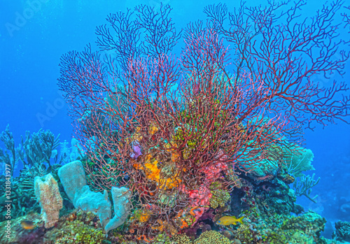 Obraz na płótnie Caribbean coral garden w salonie