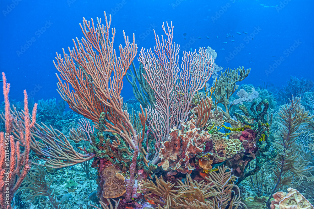 Caribbean coral garden