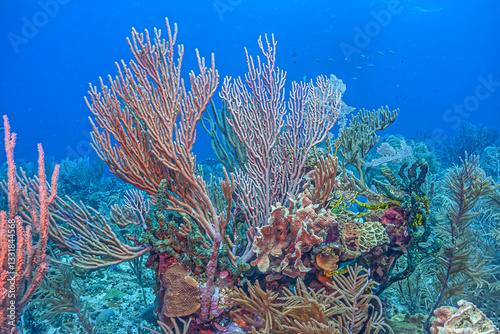 Obraz na płótnie Caribbean coral garden w salonie