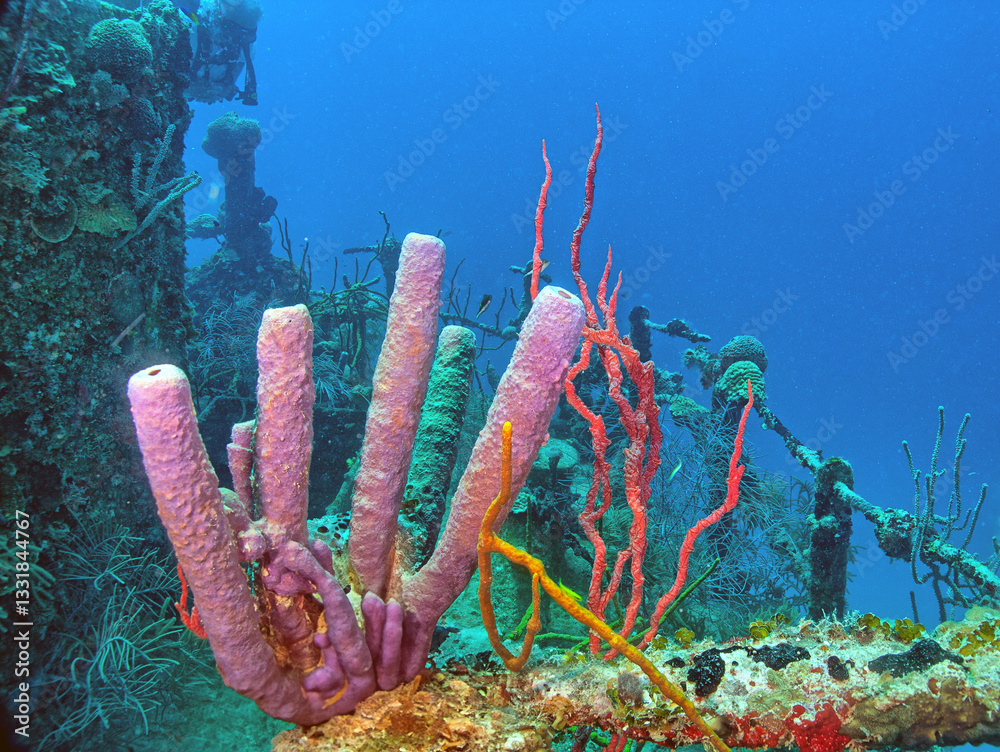 Caribbean coral garden